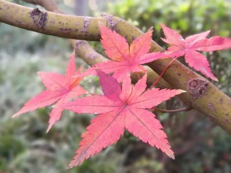 最新孟津天气预报